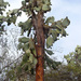 Tree Pricklypear - Photo (c) dutchbaby, some rights reserved (CC BY-NC-ND), uploaded by dutchbaby