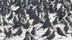 Sturnus vulgaris