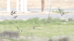 Charadrius vociferus