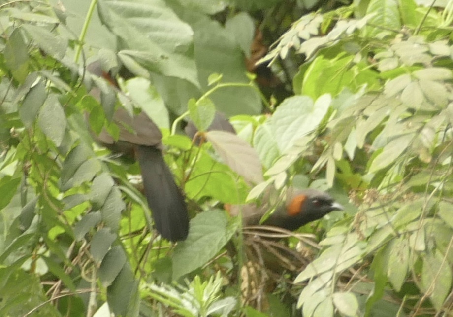 Rufous-necked Laughingthrush