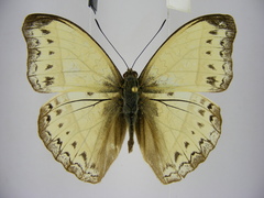 Cymothoe bouyeri
