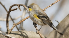 Setophaga coronata auduboni