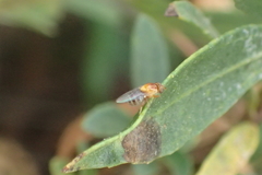 Thaumatomyia rubida