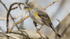 Setophaga coronata auduboni