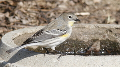 Setophaga coronata auduboni