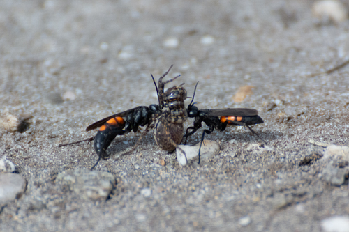 Black-banded Spider Wasp, Hilversum, Nederland, photo 6 of 10
