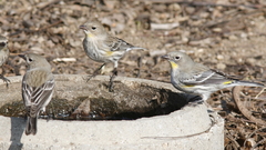 Setophaga coronata auduboni