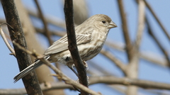 Haemorhous mexicanus