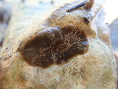 Kaburakia excelsa