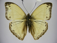 Cymothoe bouyeri
