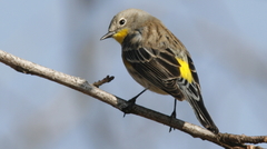 Setophaga coronata auduboni
