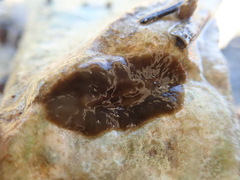 Kaburakia excelsa