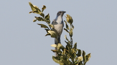 Aphelocoma californica