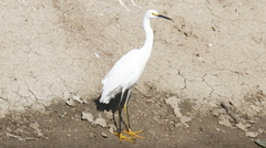 Egretta thula