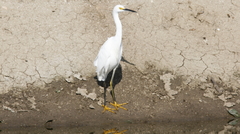 Egretta thula