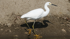 Egretta thula