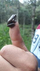 Dendropsophus bogerti