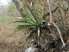Agave kewensis