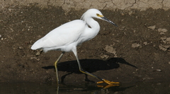 Egretta thula
