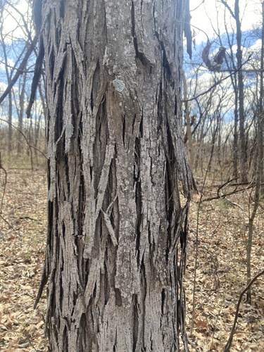 Red Trail
