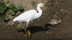 Egretta thula
