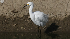 Egretta thula