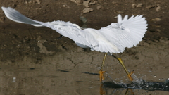 Egretta thula
