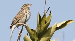 Passerculus sandwichensis