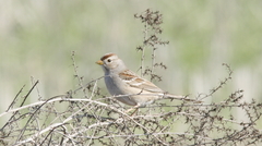 Zonotrichia leucophrys