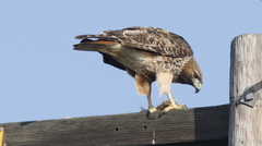 Buteo jamaicensis