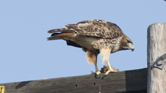 Buteo jamaicensis