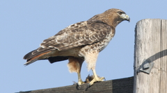 Buteo jamaicensis