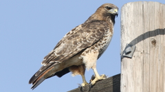 Buteo jamaicensis