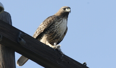Buteo jamaicensis