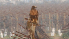 Buteo jamaicensis