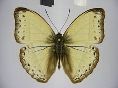 Cymothoe bouyeri