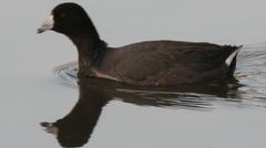Fulica americana