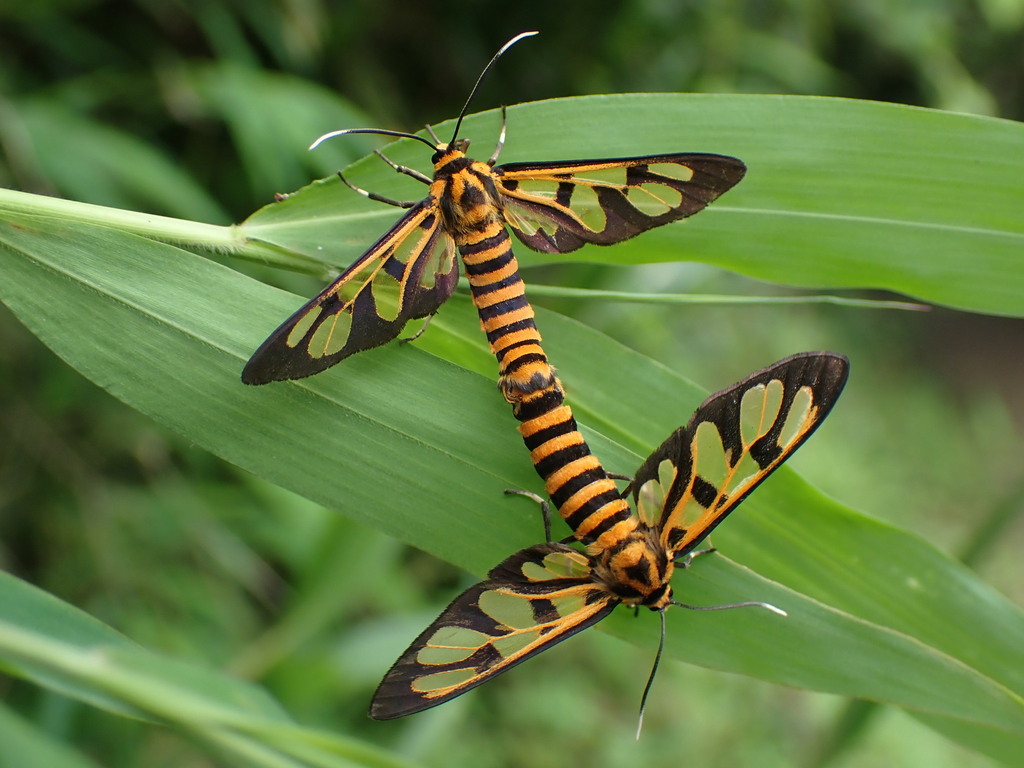 Tiger-Striped Wasp Moth
