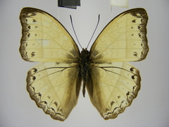 Cymothoe bouyeri
