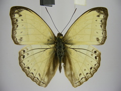 Cymothoe bouyeri