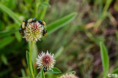 Labidostomis
