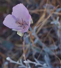 Calochortus splendens