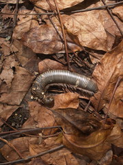 Diplopoda