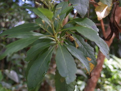 Scaevola