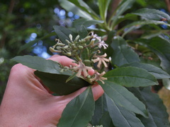 Scaevola