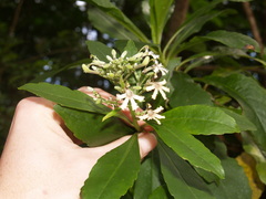 Scaevola
