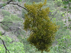 Phoradendron lanceolatum
