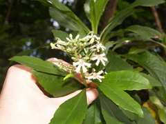 Scaevola