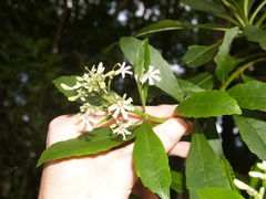 Scaevola