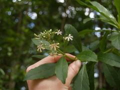 Scaevola